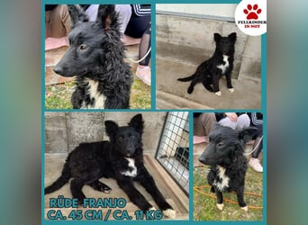 Aktiver Kroatischer Schäferhund Mischling Franjo sucht seine Familie