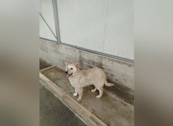 Freundlicher Mischlingsrüde Luca sucht sein zuhause