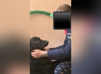 schüchterner lieber Hütehund Mischling Bean sucht ein Zuhause