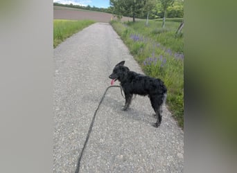 Sportlicher kroatischer Schäferhund Cortesse sucht sein zuhause