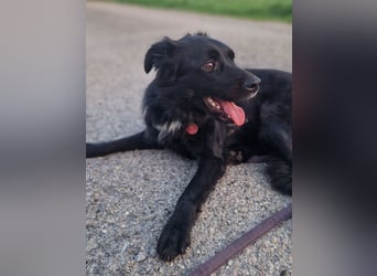 junger aktiver Mischlings-Rüde JarJar sucht eine Familie