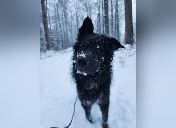 Wuschelkopf Cortesse sucht sein Kuschelkörbchen