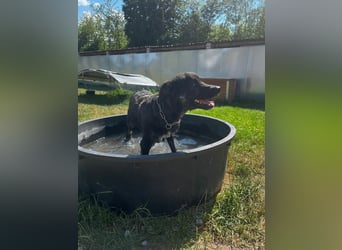 Sportlicher kroatischer Schäferhund Cortesse sucht sein zuhause