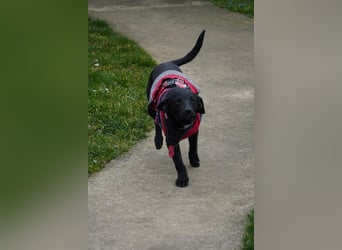 Zarter Mischlingswelpe Vigo sucht seine Menschen