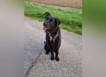 junger aktiver Mischlings-Rüde JarJar sucht eine Familie