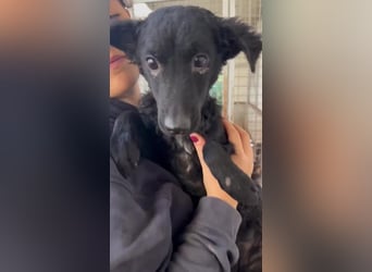 Notfall Welpe Yuna sucht ein Zuhause oder Pflegestelle