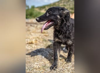 süßer Welpe, Junghund, kroatischer Schäferhund Mischlings-Rüde Vigo sucht eine Familie