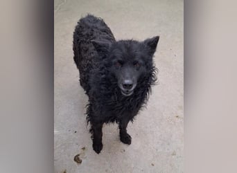 zauberhafte kroatische Schäferhund Hündin Bella sucht ihre Menschen