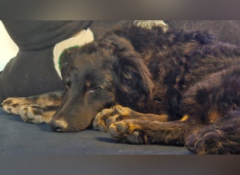 lieber Junghund Vigo sucht seine Familie, Schäferhund, Hütehund