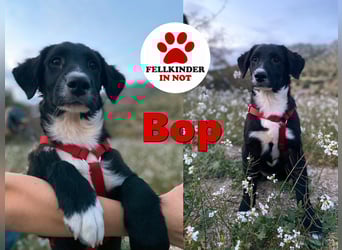 süßer Welpe Mischlings-Rüde Bop sucht ein Zuhause im Glück