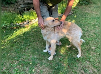 Liebenswerter kroatischer Schäferhund Luca sucht seine Menschen