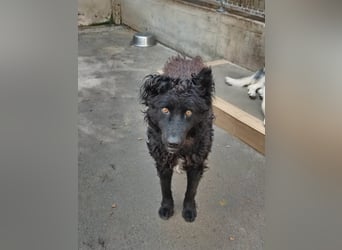 Inteligenter kroatischer Schäferhund Sky sucht seine Menschen