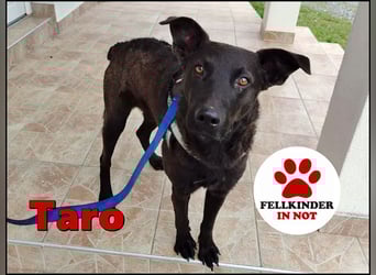 lieber Hütehund Mischlings-Rüde Taro sucht eine Familie oder Pflegestelle
