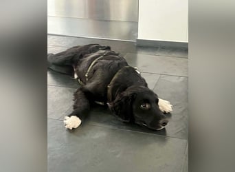 Boo kroatischer Schäferhund Mischling Welpe Junghund Rüde sucht Zuhause für immer