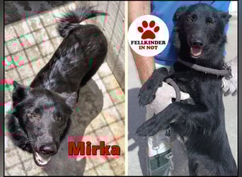 liebe Mischlings-Hündin Mirka sucht ein Zuhause oder Pflegestelle