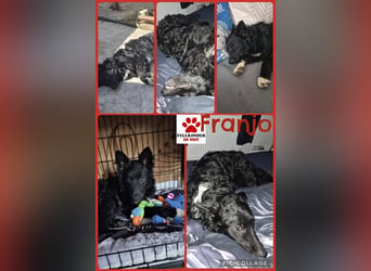Aktiver kroatischer Schäferhund Franjo sucht seine Familie