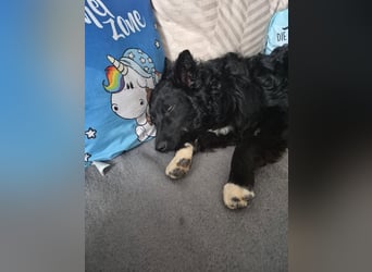 Aktiver kroatischer Schäferhund Franjo sucht seine Familie