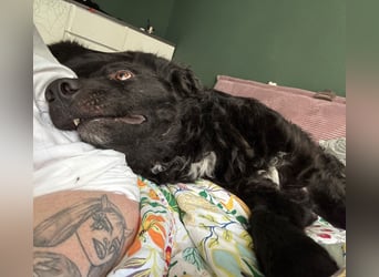 schüchterner lieber Hütehund Mischling Bean sucht ein Zuhause