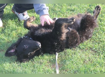 lieber Junghund Vigo sucht seine Familie, Schäferhund, Hütehund