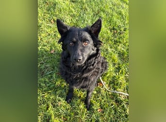 Pippa kroatischer Schäferhund Mischling Hündin sucht Zuhause für immer