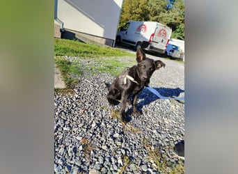 Junghündin, Welpe, Mischlings-Hündin Ylvi sucht eine Familie