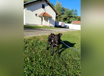 Junghündin, Welpe, Mischlings-Hündin Ylvi sucht eine Familie