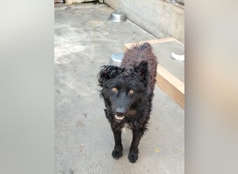 Inteligenter kroatischer Schäferhund Sky sucht seine Menschen