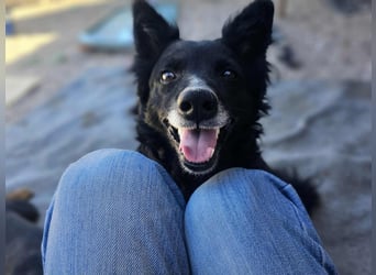 zauberhafte kroatische Schäferhund Mischlings-Hündin Dona sucht ihre Menschen