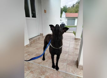 lieber Hütehund Mischlings-Rüde Taro sucht eine Familie oder Pflegestelle