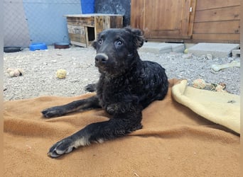 süßer Welpe, Junghund, kroatischer Schäferhund Mischlings-Rüde Vigo sucht eine Familie