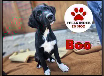 süßer Welpe Mischlings-Rüde Boo sucht ein Zuhause im Glück