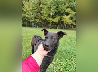 lieber Hütehund Mischlings-Rüde Taro sucht eine Familie oder Pflegestelle