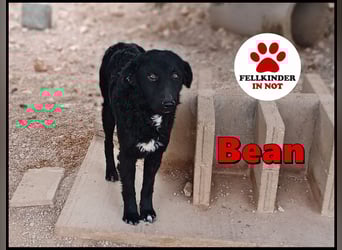 schüchterner Hütehund Mischling Bean sucht ein Körbchen