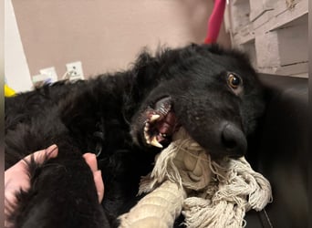 schüchterner lieber Hütehund Mischling Bean sucht ein Zuhause