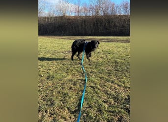 schüchterner lieber Hütehund Mischling Bean sucht ein Zuhause