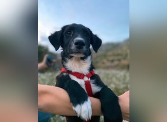 süßer Welpe Mischlings-Rüde Bop sucht ein Zuhause im Glück