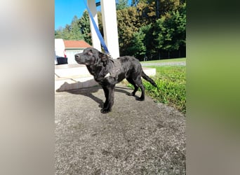 Junghündin, Welpe, Mischlings-Hündin Ylvi sucht eine Familie