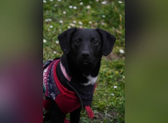 Zarter Mischlingswelpe Vigo sucht seine Menschen