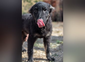 süßer Welpe, Junghund, kroatischer Schäferhund Mischlings-Rüde Vigo sucht eine Familie