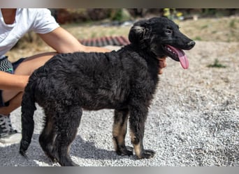 süßer Welpe, Junghund, kroatischer Schäferhund Mischlings-Rüde Vigo sucht eine Familie