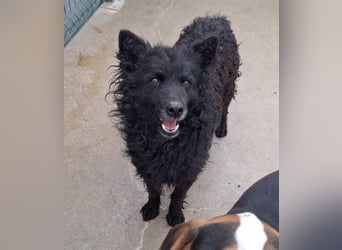 zauberhafte kroatische Schäferhund Hündin Bella sucht ihre Menschen