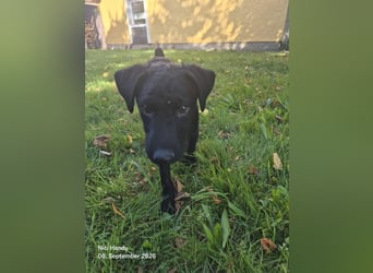 Kleiner Welpe Lino, kroatischer Schäferhund, sucht sein zuhause