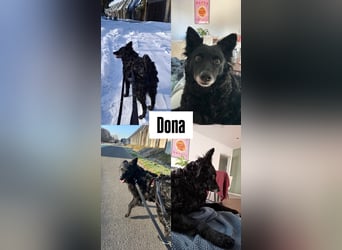 Zückersüße Dona sucht ihr Kuschelkörbchen