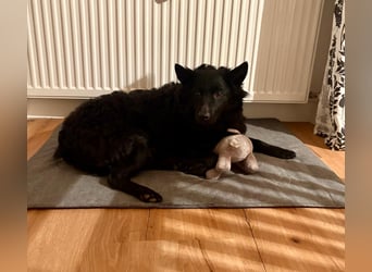 Pippa kroatischer Schäferhund Mischling Hündin sucht Zuhause für immer