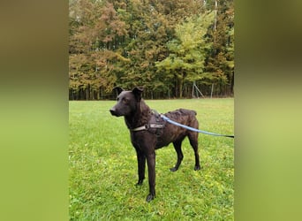 lieber Hütehund Mischlings-Rüde Taro sucht eine Familie oder Pflegestelle