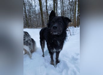 Wuschelkopf Cortesse sucht sein Kuschelkörbchen