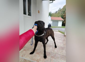 lieber Hütehund Mischlings-Rüde Taro sucht eine Familie oder Pflegestelle