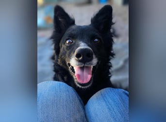 zauberhafte kroatische Schäferhund Mischlings-Hündin Dona sucht ihre Menschen