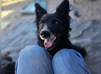 zauberhafte kroatische Schäferhund Mischlings-Hündin Dona sucht ihre Menschen