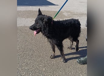 junger kroatischer Schäferhund Mischlings-Rüde Cortesse sucht ein Zuhause